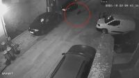 Мече тича по улиците на Благоевград (ВИДЕО)