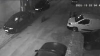 Домашни или безстопанствени кучета са подгонили мечето, разходило се из Благоевград
