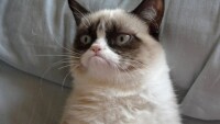 Grumpy Cat стана рекламно лице