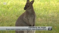 Героите на Радо: В двора на Стефан Йосифов не знаеш какво ще изскочи от храстите