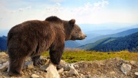 За първи път в България: Диви животни пристигат със самолет от Аржентина 