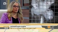 Как се отглеждат норки за кожи у нас?