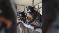 Невиждани у нас маймунки пристигнаха в зоопарка в Бургас (СНИМКИ)