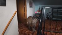 „Някой е влязъл в дома ми“: Полицаи се отзовават на сигнал за взлом. Натрапникът се оказа рис