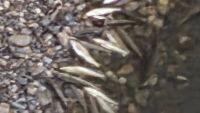 Водите на река Струма в района на Кюстендил и Дупница почерняха от мъртви риби