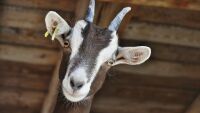 25 дни без вода оцеля полудива коза в скална клопка край Балчик, спасиха я