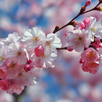 В първия ден на пролетта: Предимно облачно, на места с превалявания