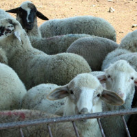 В навечерието на Великден: Откраднаха 50 агнета за близо 9000 евро в Сливенско