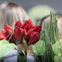 И тази година се очаква скок на цените на цветята преди 8 март