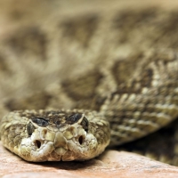 Извадиха змия с дължина метър и половина от двигател на автомобил 