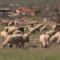 Съдът определи най-тежката мярка за неотклонение на мъж, откраднал 20 овце