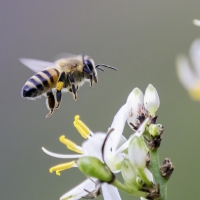 Откриха нов вид пчела с „дяволски“ рога 