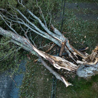 Заради силния вятър: Сигнали за паднали клони в София