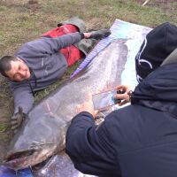 Кой улови 90-килограмовия сом в язовир "Огоста" и защо го пусна?