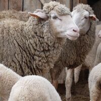 Агнешкото за Великден поскъпва с над 10%