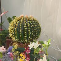 „Табуретката на свекървата“: Кактус, направен от 7 кг шоколад, в изложба в Ботаническата градина