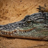 Алигатор, дълъг близо 2 метра, попречи на самолет да излети 