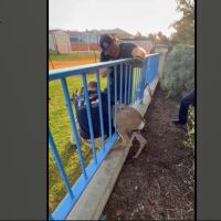Пожарникари освободиха сърна, заклещена в ограда във Форест Лейк