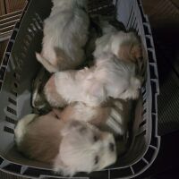 16 кученца в 5 клетки: Спряха незаконен транспорт на животни в Кресна (СНИМКИ)