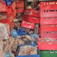 Дебелец - рай на незаконните кланици (СНИМКИ)