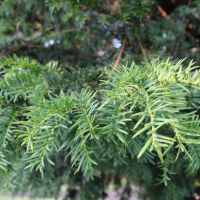 Гръцкото "дърво на смъртта" може да помогне в битката срещу раковите заболявания