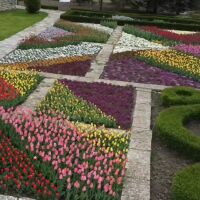 Парад на лалетата в Балчик: Над 60 000 цветя ще радват посетителите