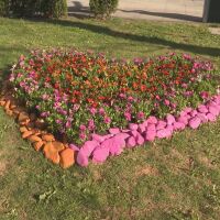 За втора поредна година Враца се превръща в град на цветята