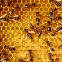 Мъж почина след близо 900 ужилвания от пчели