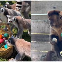 Великденска радост в бургаския зоопарк: Животните празнуват с шарени изненади