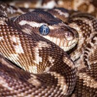 Екип от Тракийския университет спаси 6-метров питон след инцидент