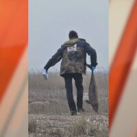 Рани от рибарски мрежи, отрязани опашки: Какво се е случило с над 300 животни, намерени мъртви на нашето Черноморие?