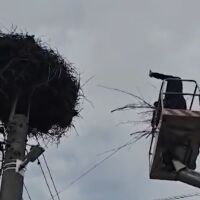 Спасителна мисия край Пазарджик: Доброволци помогнаха на щъркелово яйце, паднало на земята (СНИМКИ)