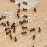 Китаец ще лежи година в затвора, защото опитал да изнесе 2200 мравки от Кения