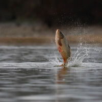 Влиза в сила забраната за улов на риба