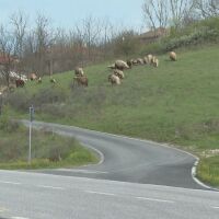 Без кръчма и училище, леят бетон сами: В с. Мъдрец умуват как да вземат мъдро решение на вота в събота