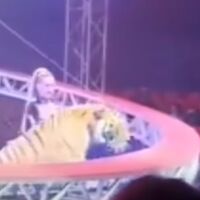 Тигър скочи върху публиката на цирково шоу (ВИДЕО)