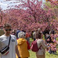 Къде е най-голямата японска градина в Европа? (СНИМКИ)