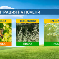 Полените от дърветата ще намалеят през втората половина на седмицата