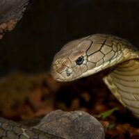 Като част от шоу: Турист загина след като „кобра“ го ухапа по крака