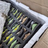 Необичайна контрабанда: Откриха 530 какавиди на екзотични пеперуди при проверка на „Капитан Андреево“ (СНИМКИ)