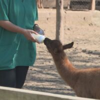 Бейби бум в зооцентъра в Добрич