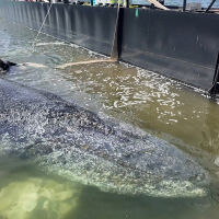 След близо 2 месеца в капан: Транспортират заседналия край Германия кит към Северно море (ВИДЕО и СНИМКИ)