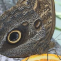 Защо шофьор на автобус превозва стотици какавиди на екзотични тропически пеперуди?