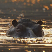 Синът на милиардер ще спасява „кокаиновите“ хипопотами на Пабло Ескобар