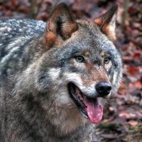 Вълк ухапа жена в центъра на Хамбург, жертвата е в болница