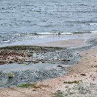 Оглед на мъртвите птици и делфини в Шабла: Институциите взеха проби и започнаха почистване на плажа