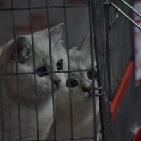 Жена изхвърли 23 котки в контейнер за боклук