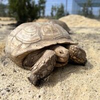 Масово самоубийство на костенурки на необитаем остров в Северна Македония озадачиха учените