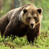 WWF-България: Не се разхождайте със слушалки в гората, няма да чуете приближава ще се мечка