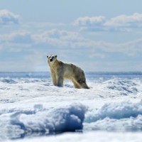 Рядък случай: Полярна мечка осинови мече